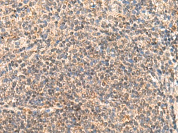 IDUA / MPS1 Antibody