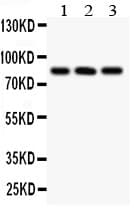 PPP3CA / CCN1 / Calcineurin A Antibody (aa488-521)