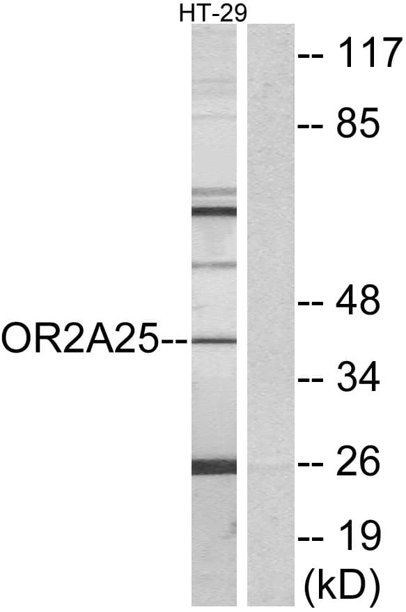 OR2A25 Antibody (aa241-290)