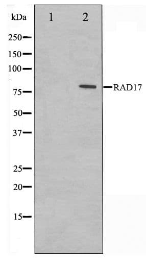 RAD17 Antibody