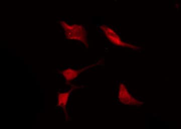 KCNH3 / Kv12.2 Antibody