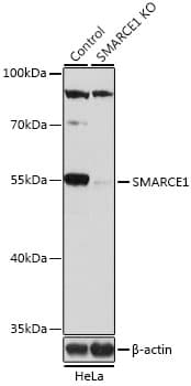 SMARCE1 / BAF57 Antibody