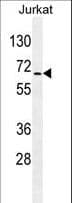COAA / RBM14 Antibody (aa563-594)