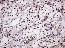 PCNA Antibody (clone OTI3D6)
