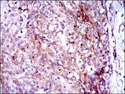 GPNMB / Osteoactivin Antibody (aa31-260, clone 7C10E5)