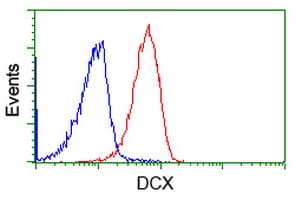 DCX / Doublecortin Antibody (clone OTI4A3)