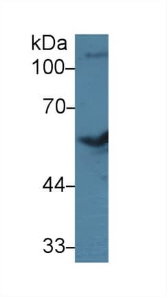 BMP7 Antibody (aa123-393)