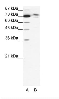 TMEM260 / C14orf101 Antibody (aa249-298)
