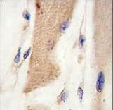 CDH15 / M Cadherin Antibody (aa739-767)