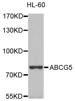 ABCG5 Antibody