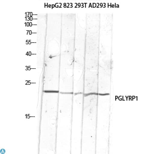 PGLYRP1 / PGRP Antibody