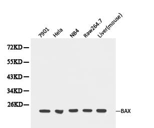 Polyclonal Rabbit anti-Human BAX Antibody (IHC, WB)