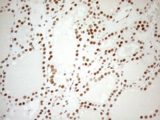 WTAP Antibody (aa2-106, clone OTI12G7, Carrier-free)