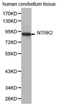 NTRK2 / TRKB Antibody