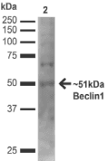 BECN1 / Beclin-1 Antibody