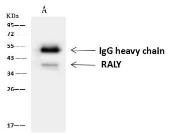 RALY Antibody