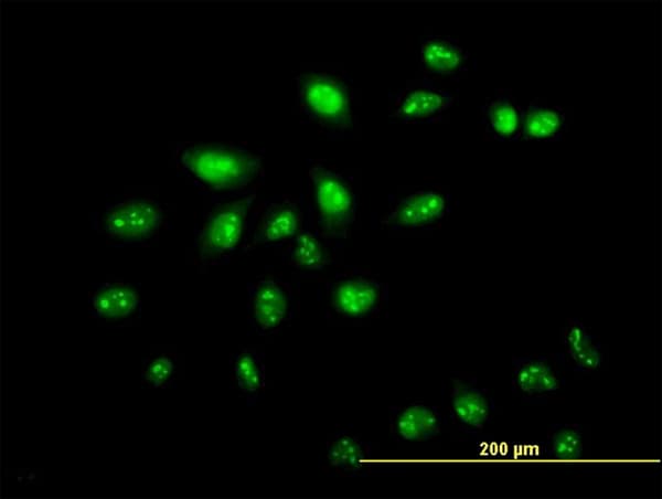 ZNF136 Antibody (clone 5E9)