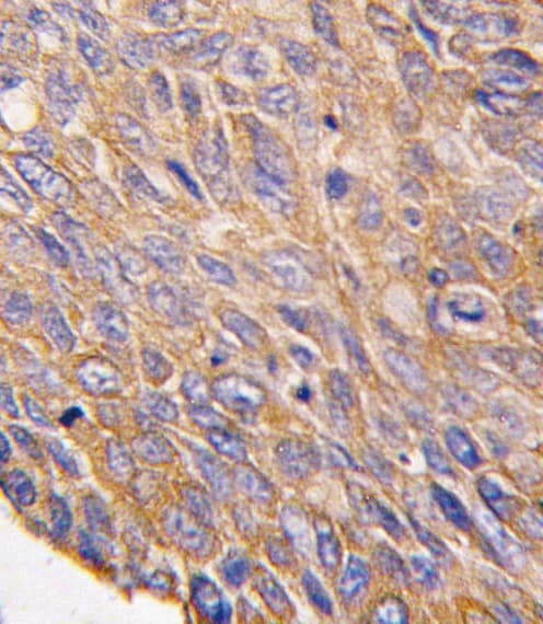 TOB2 Antibody (aa17-46)