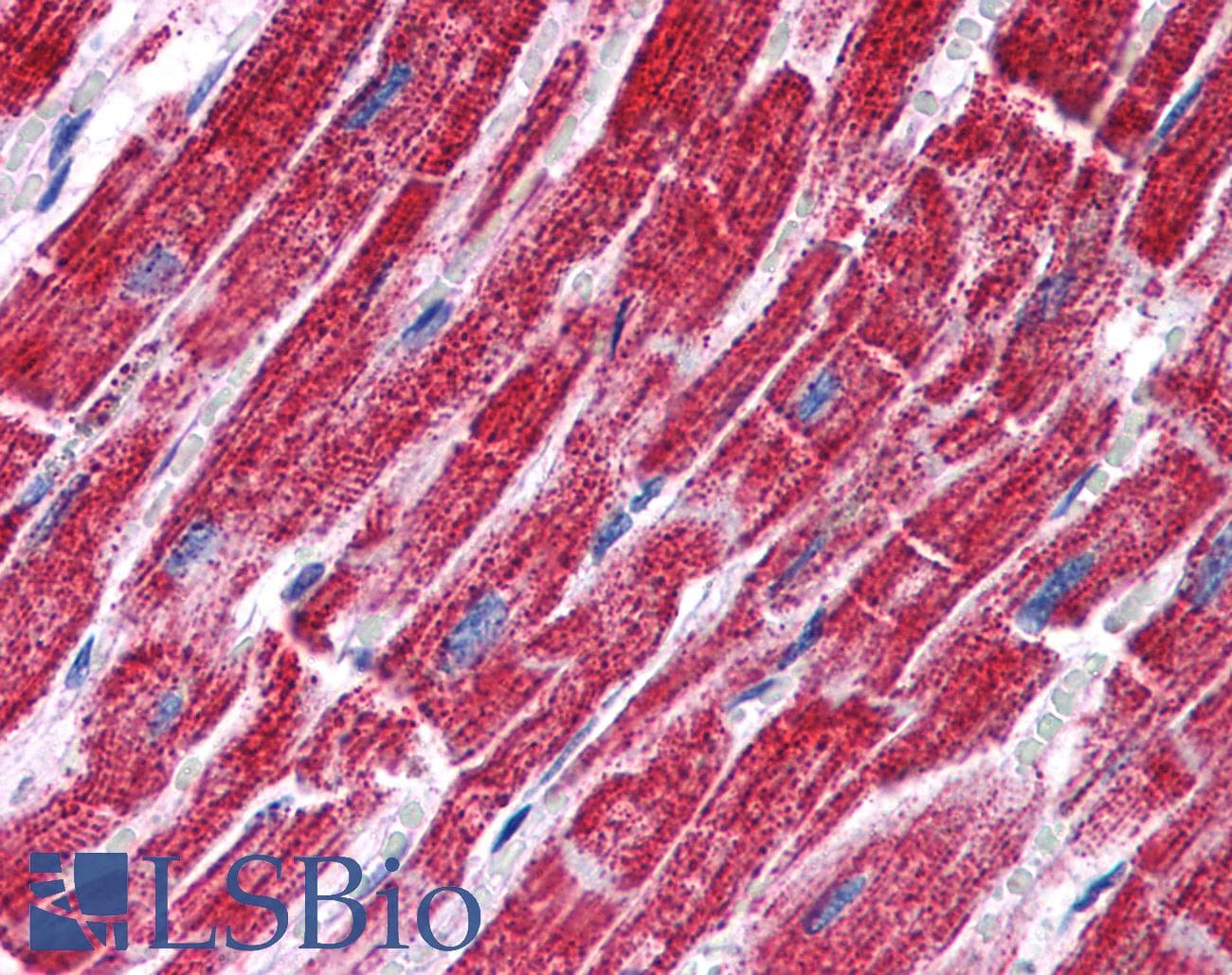 IHC-plus™ FH / Fumarase / MCL Antibody (aa176-189)