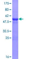Human HECTD2 Protein (Recombinant GST)