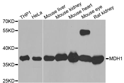 MDH1 Antibody