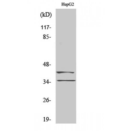 Aurora Kinase B+C Antibody (180-260 aa)