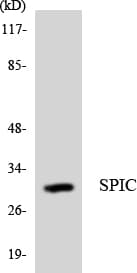 SPIC Antibody (aa92-141)
