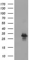 RASD2 Antibody (clone OTI1G8)