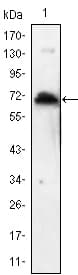 Monoclonal Mouse anti-Human KLHL1 Antibody (clone 3A8, IF, WB)