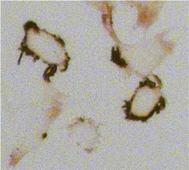 Goat Anti-Mouse IgG Secondary Antibody (HRP)
