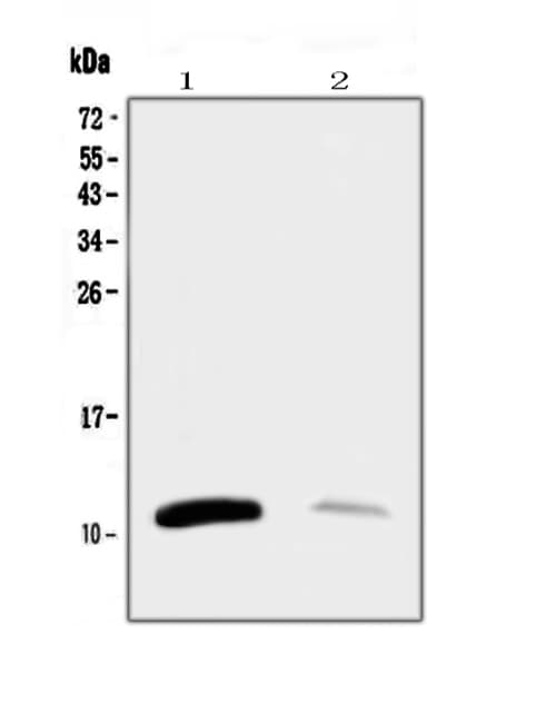 TFF1 / pS2 Antibody