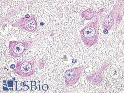 PathPlus™ GPR19 Antibody (Cytoplasmic Domain)