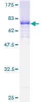 Human EFTU / TUFM Protein (Recombinant GST)