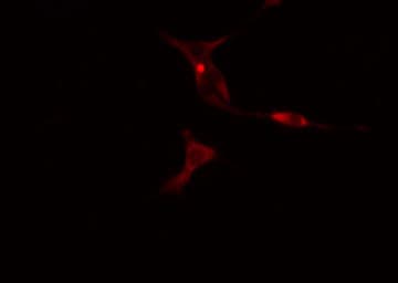 SERPINB9 / PI9 Antibody