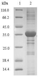 Human HNRNPA2B1 Protein (Recombinant GST, N-terminus)