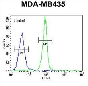 CASP3 / Caspase 3 Antibody (aa219-248)
