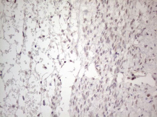 MMP2 Antibody (aa228-507, clone OTI4A11, Carrier-free)