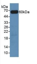FRA-1 / FOSL1 Antibody (aa1-275)