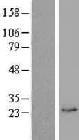GHBP / BLVRB Protein (Over-Expression Lysate Myc-DDK (Flag))