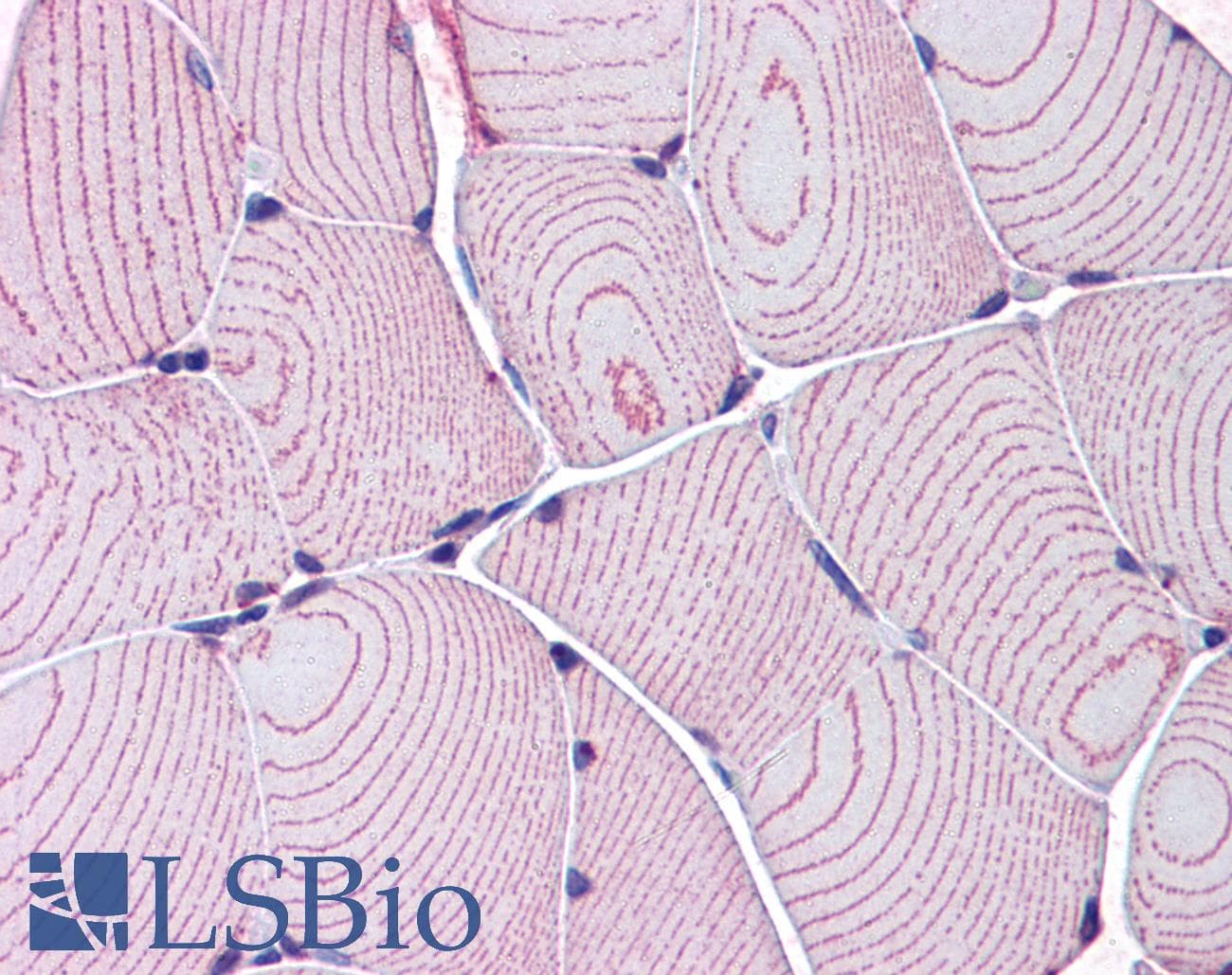 IHC-plus™ LDB3 / ZASP Antibody (aa319-330)