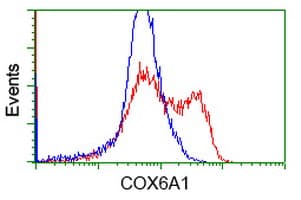 COX6A1 Antibody (clone OTI3F1)