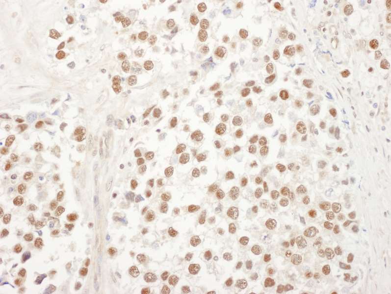 UBL7 Antibody (aa330-380)