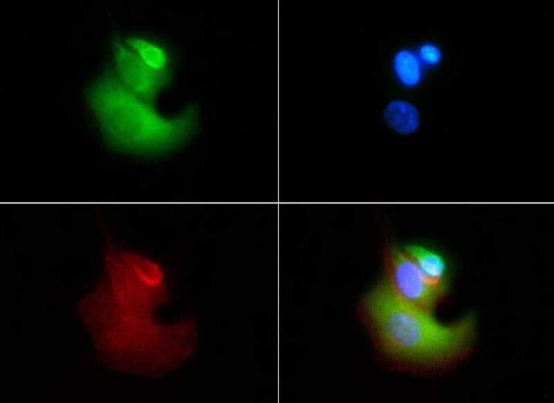 VLDLR Antibody (clone 6A6, Biotin)