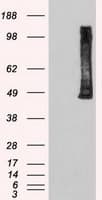 PLK1 / PLK-1 Antibody (clone OTI1A2)