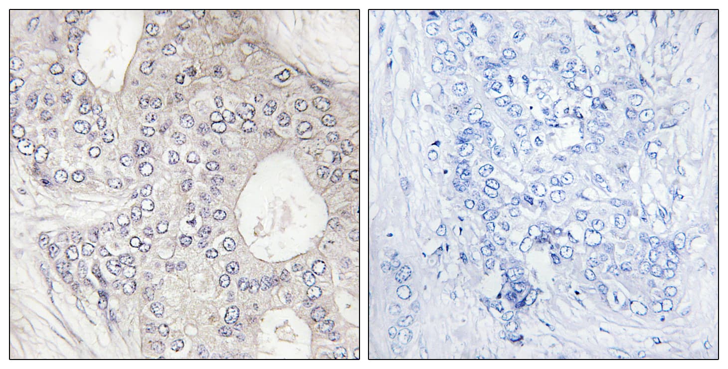 CYP1A2 Antibody (aa331-380)