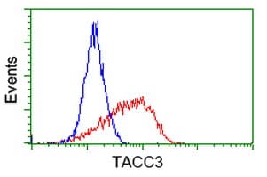 ERIC-1 / TACC3 Antibody (clone OTI1E11)