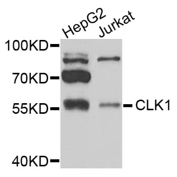 CLK1 / CLK Antibody