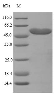 Mouse HADHB Protein (Recombinant 10His, N-terminus + Myc, C-terminus)