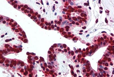 H2AFZ / H2A.z Antibody