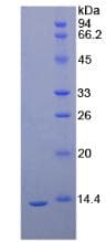 Dog HAVCR1 / KIM-1 Protein (Recombinant His)